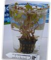 Green  Alternanthera-ocipus Aquarium Aquatic Plants, Photo and characteristics