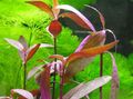 Red  Alternanthera sessilis Aquarium Aquatic Plants, Photo and characteristics