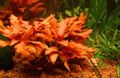 Rot  Alternanthera Splendida Aquarium Wasser-pflanzen, Foto und Merkmale