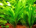 Green  Amazon Sword Aquarium Aquatic Plants, Photo and characteristics