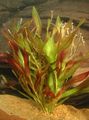 Red  American wild celery Aquarium Aquatic Plants, Photo and characteristics