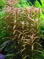 Red  Ammannia gracilis Aquarium Aquatic Plants, Photo and characteristics