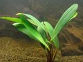 Green  Anubias afzelii Aquarium Aquatic Plants, Photo and characteristics