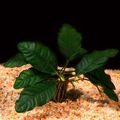 Brown  Anubias coffeefolia Aquarium Aquatic Plants, Photo and characteristics