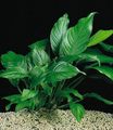 Green  Anubias congensis Aquarium Aquatic Plants, Photo and characteristics