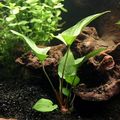Grün  Anubias Gracilis Aquarium Wasser-pflanzen, Foto und Merkmale