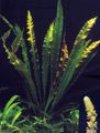Green  Aponogeton elongatus Aquarium Aquatic Plants, Photo and characteristics