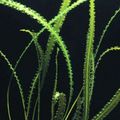 Green  Aponogeton longiplumulosus Aquarium Aquatic Plants, Photo and characteristics