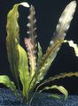 Green Aquarium Aquatic Plants Aponogeton rigidifolius characteristics, Photo