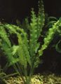 Green  Aponogeton undulatus Aquarium Aquatic Plants, Photo and characteristics