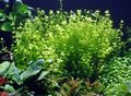 žalias Akvariumas Vandens Augalai Kūdikių Ašaros, Lindernia rotundifolia charakteristikos, Nuotrauka