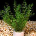 Green  Bacopa myriophylloides Aquarium Aquatic Plants, Photo and characteristics