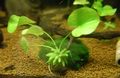 Green Aquarium Banana Plant, Nymphoides aquatica characteristics, Photo