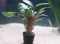 Red  Beckett*s cryptocoryne Aquarium Aquatic Plants, Photo and characteristics