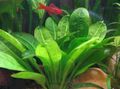 Green  Black Amazon Sword Aquarium Aquatic Plants, Photo and characteristics