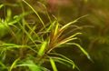 Brown  Blyxa alternifolia Aquarium Aquatic Plants, Photo and characteristics