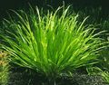 Green  Blyxa aubertii Aquarium Aquatic Plants, Photo and characteristics