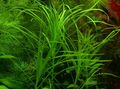 Green  Blyxa sp Vietnam Aquarium Aquatic Plants, Photo and characteristics