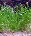 Green  Brazilian micro sword Aquarium Aquatic Plants, Photo and characteristics