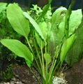 Green  Broadleaved Amazon Sword Aquarium Aquatic Plants, Photo and characteristics