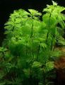 Green  Cabomba caroliniana tortifolia Aquarium Aquatic Plants, Photo and characteristics