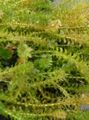 Green  Canadian Pond weed Aquarium Aquatic Plants, Photo and characteristics