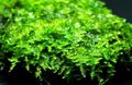 Green  China-moss Aquarium Aquatic Plants, Photo and characteristics