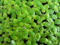 Grün  Gemeinsame Wasserlinsen, Geringerem Wasserlinsen Aquarium Wasser-pflanzen, Foto und Merkmale