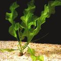 Green  Compact aponogeton Aquarium Aquatic Plants, Photo and characteristics