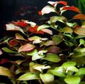 Aquarium  Creeping ludwigia, Narrow-leaf ludwigia Aquatic Plants characteristics and Photo