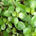 Green Aquarium Aquatic Plants Creeping ludwigia, Narrow-leaf ludwigia, Ludwigia repens characteristics, Photo