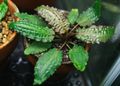 Green  Cryptocoryne affinis Aquarium Aquatic Plants, Photo and characteristics