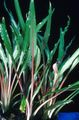 Grün  Cryptocoryne Albida Aquarium Wasser-pflanzen, Foto und Merkmale