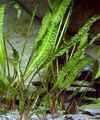 Green  Cryptocoryne aponogetifolia Aquarium Aquatic Plants, Photo and characteristics