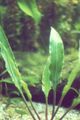 Grün  Cryptocoryne Ciliata Aquarium Wasser-pflanzen, Foto und Merkmale