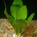 Grün  Cryptocoryne Lingua Aquarium Wasser-pflanzen, Foto und Merkmale