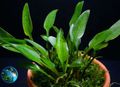 Green  Cryptocoryne lucens Aquarium Aquatic Plants, Photo and characteristics