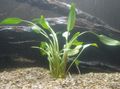 Green  Cryptocoryne lutea Aquarium Aquatic Plants, Photo and characteristics