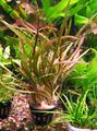 Red  Cryptocoryne retrospiralis Aquarium Aquatic Plants, Photo and characteristics