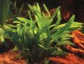 Green  Cryptocoryne willisii Aquarium Aquatic Plants, Photo and characteristics
