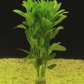 Green  Dentated Water Hyssop Aquarium Aquatic Plants, Photo and characteristics