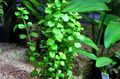 Green Aquarium Aquatic Plants Dwarf Bacopa, Moneywort, Bacopa monnieri characteristics, Photo
