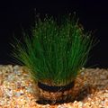 Green  Dwarf Hair Grass Aquarium Aquatic Plants, Photo and characteristics