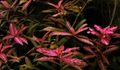 Red  Dwarf hygrophila Aquarium Aquatic Plants, Photo and characteristics