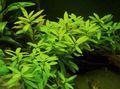 Green  Dwarf hygrophila Aquarium Aquatic Plants, Photo and characteristics