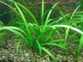 Grün  Zwerg Sagittaria Aquarium Wasser-pflanzen, Foto und Merkmale