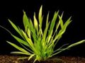 Green  Echinodorus angustifolius Aquarium Aquatic Plants, Photo and characteristics
