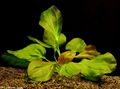 Red  Echinodorus Apart Aquarium Aquatic Plants, Photo and characteristics