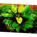 Green  Echinodorus aspersus Aquarium Aquatic Plants, Photo and characteristics