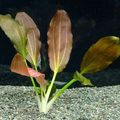 Rot  Echinodorus Horemanii Aquarium Wasser-pflanzen, Foto und Merkmale